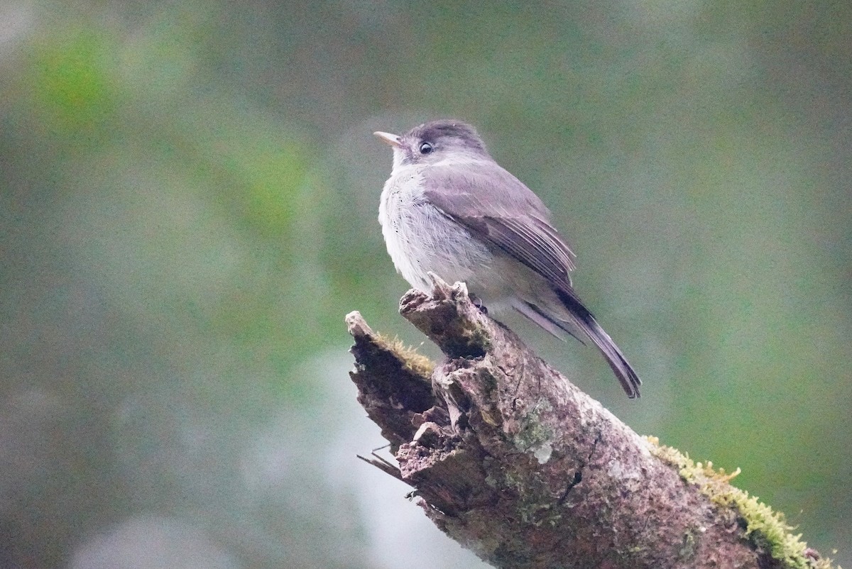 Southern Tropical Pewee - ML640985334