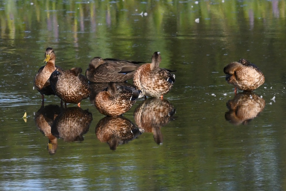 American Black Duck - ML640985335