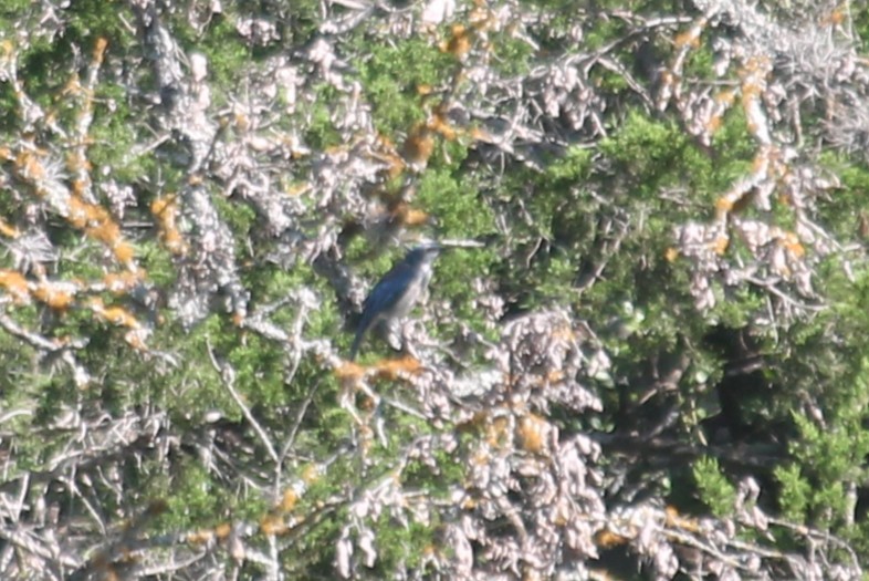Woodhouse's Scrub-Jay - ML640985357