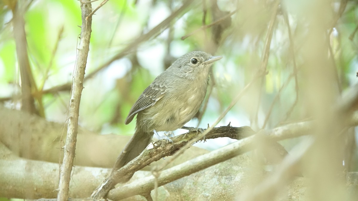 Mato Grosso Antbird - ML640985402