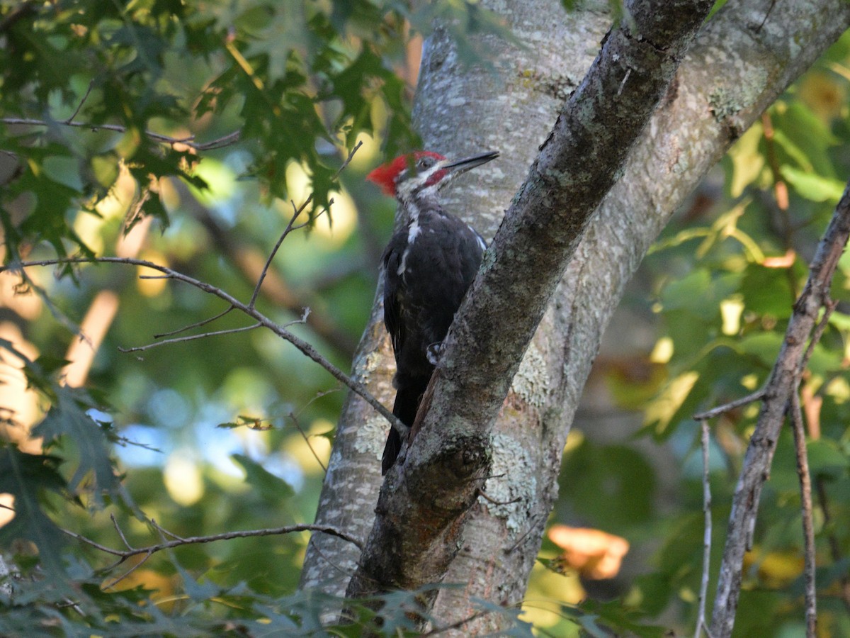 Pileated Woodpecker - ML640985445