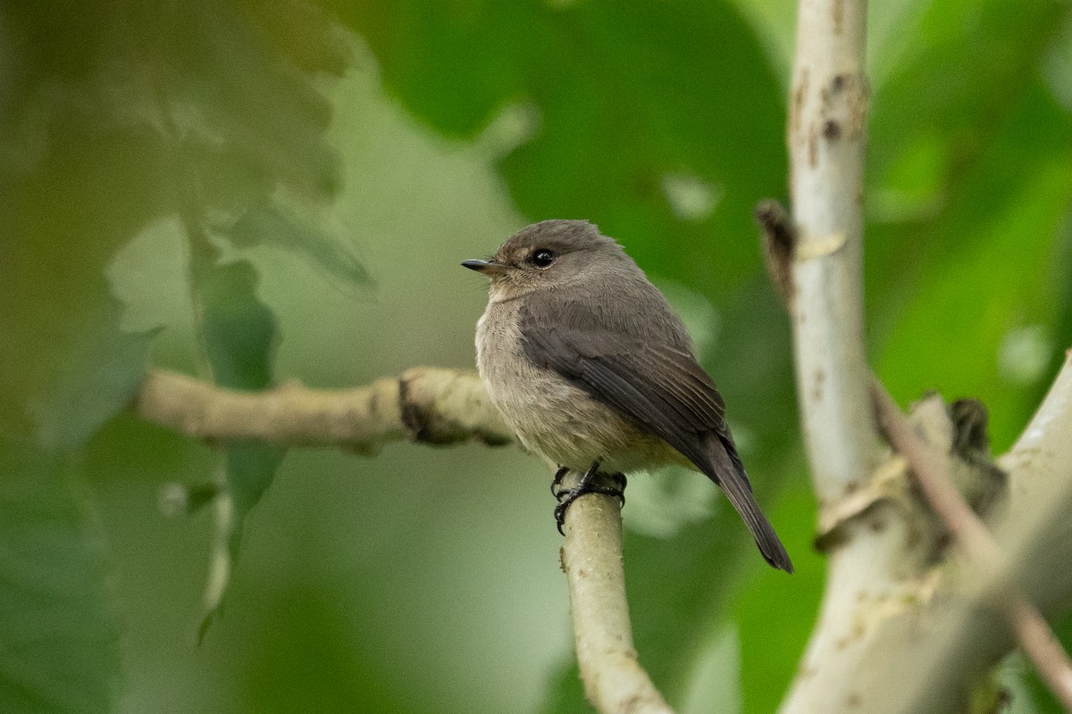 African Dusky Flycatcher - ML640985457