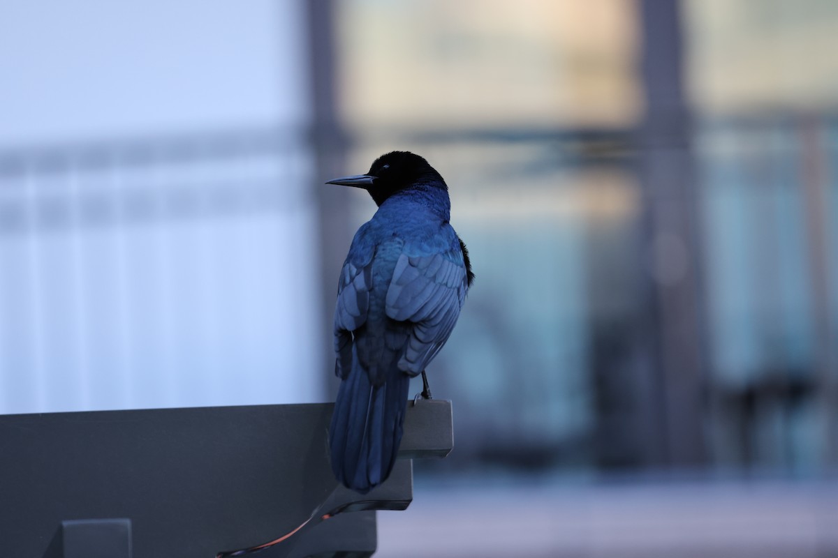 Boat-tailed Grackle - ML640985480