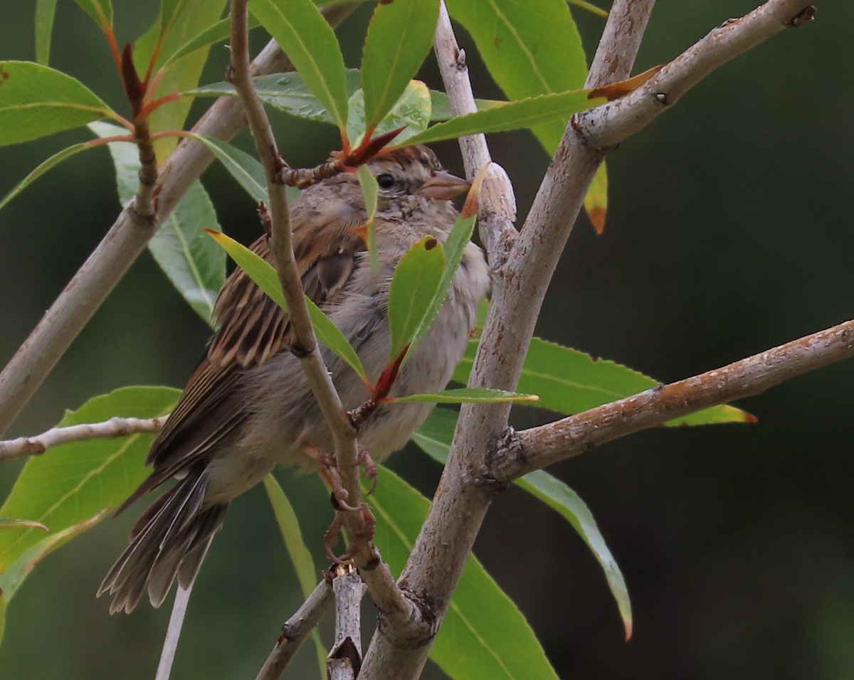 Chipping Sparrow - ML640985481