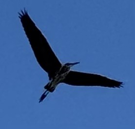 Great Blue Heron - ML640985482
