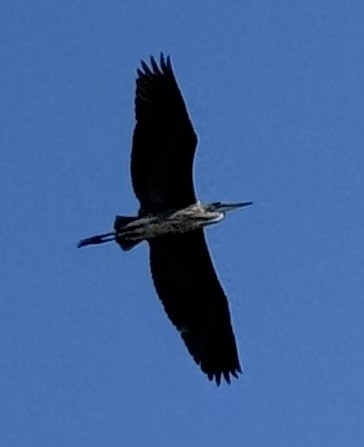 Great Blue Heron - ML640985483