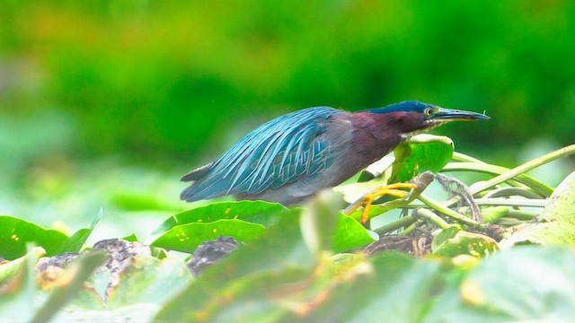 grønnrygghegre - ML640985487