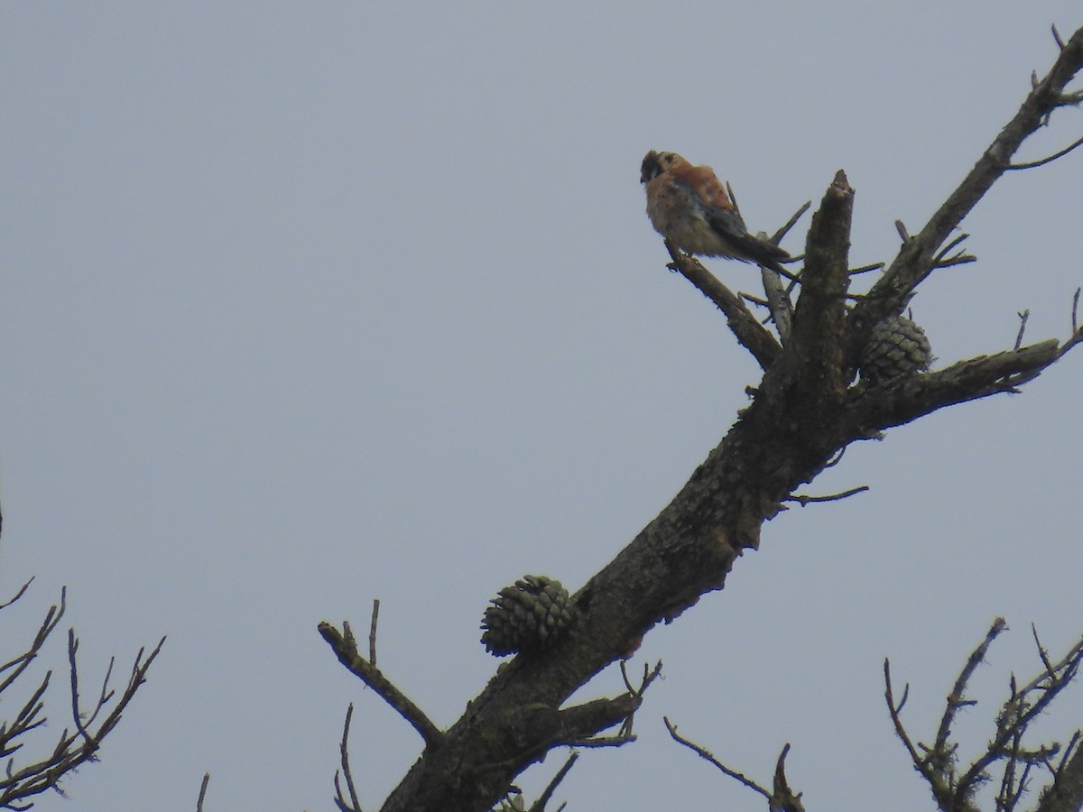 American Kestrel - ML640985489