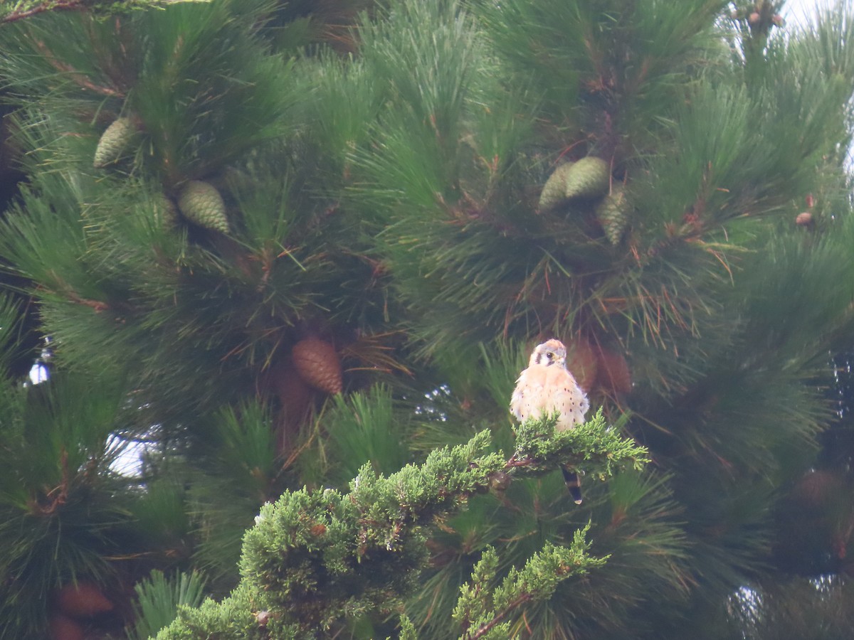American Kestrel - ML640985490