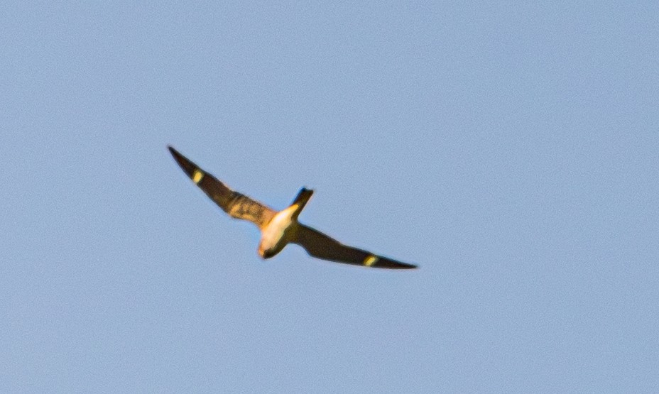 Common Nighthawk - ML640985491