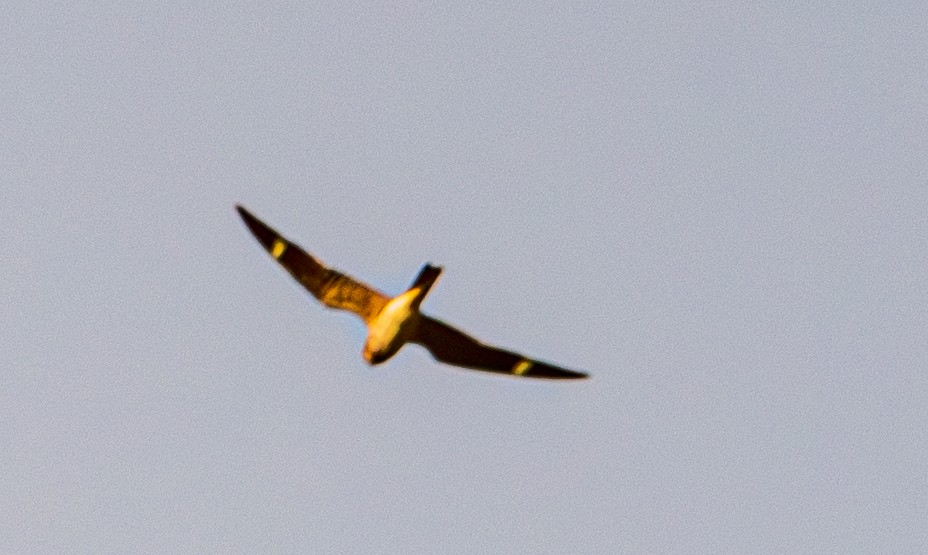Common Nighthawk - ML640985492