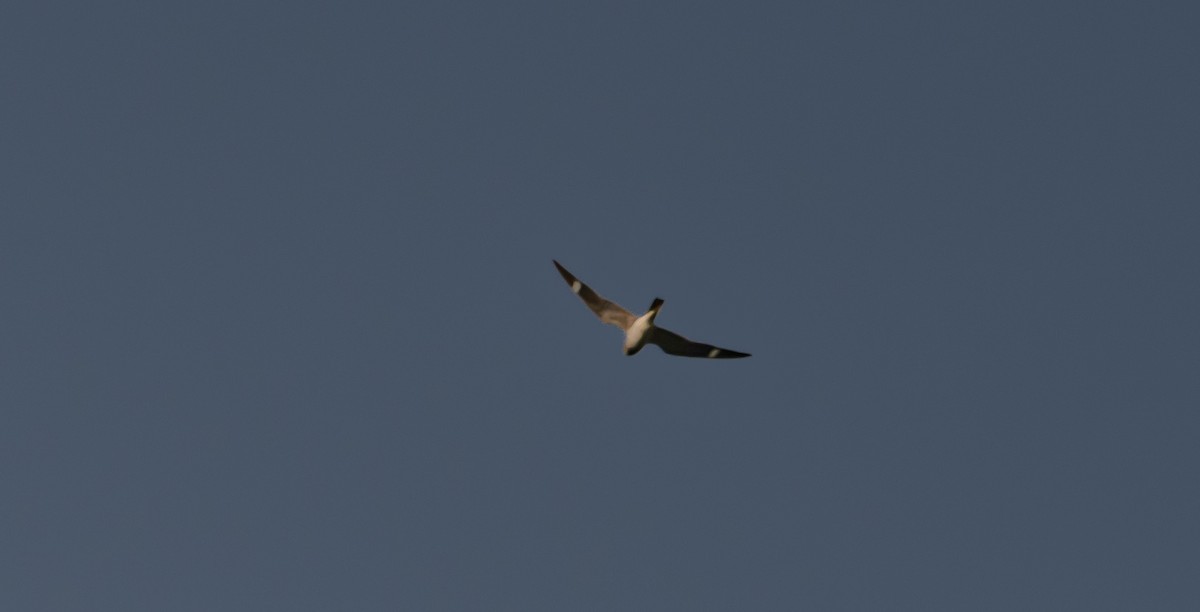 Common Nighthawk - ML640985493