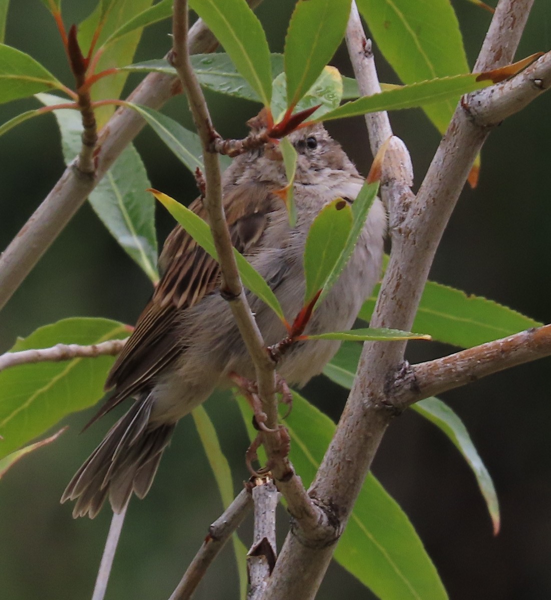 Chipping Sparrow - ML640985494