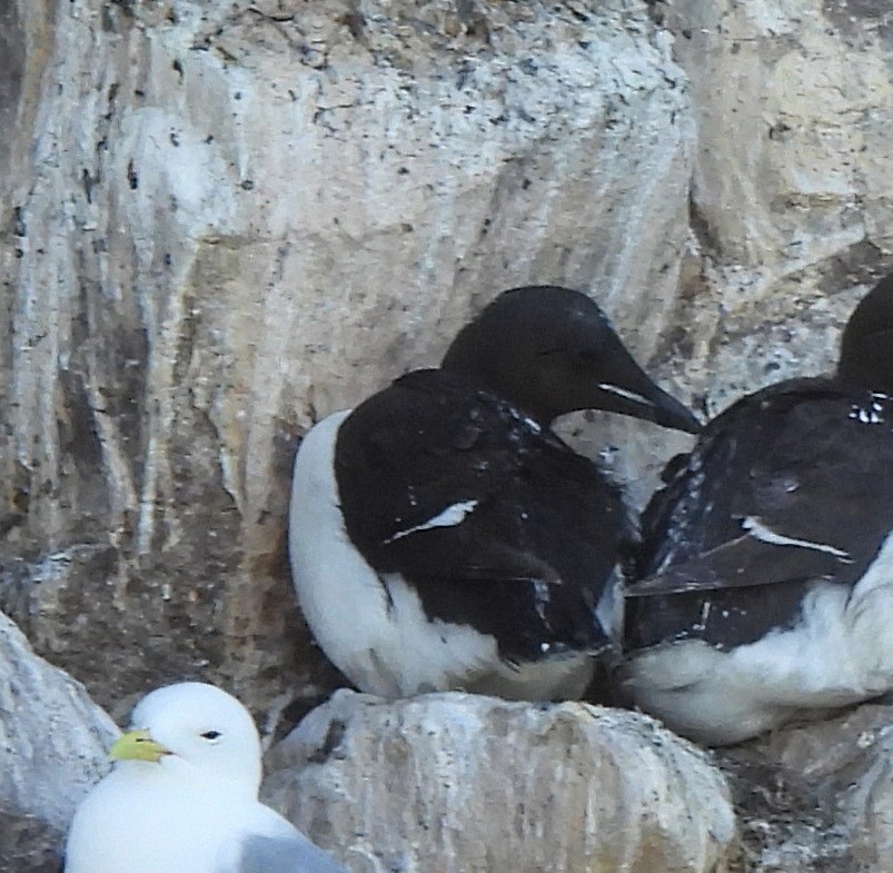 Thick-billed Murre - ML640985495