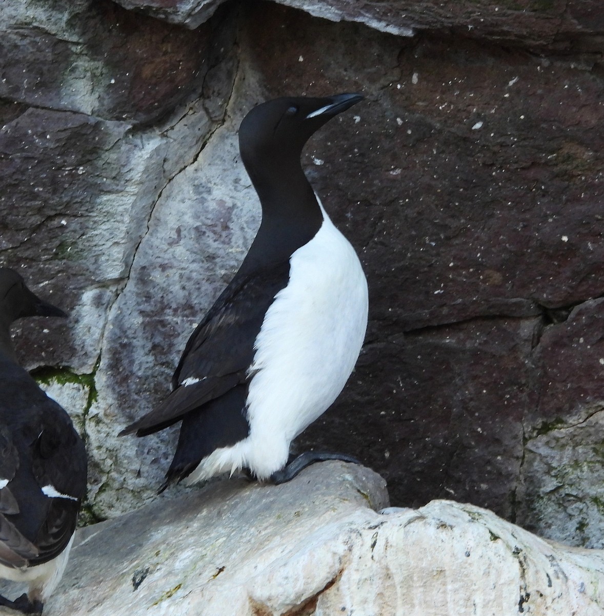 Thick-billed Murre - ML640985496