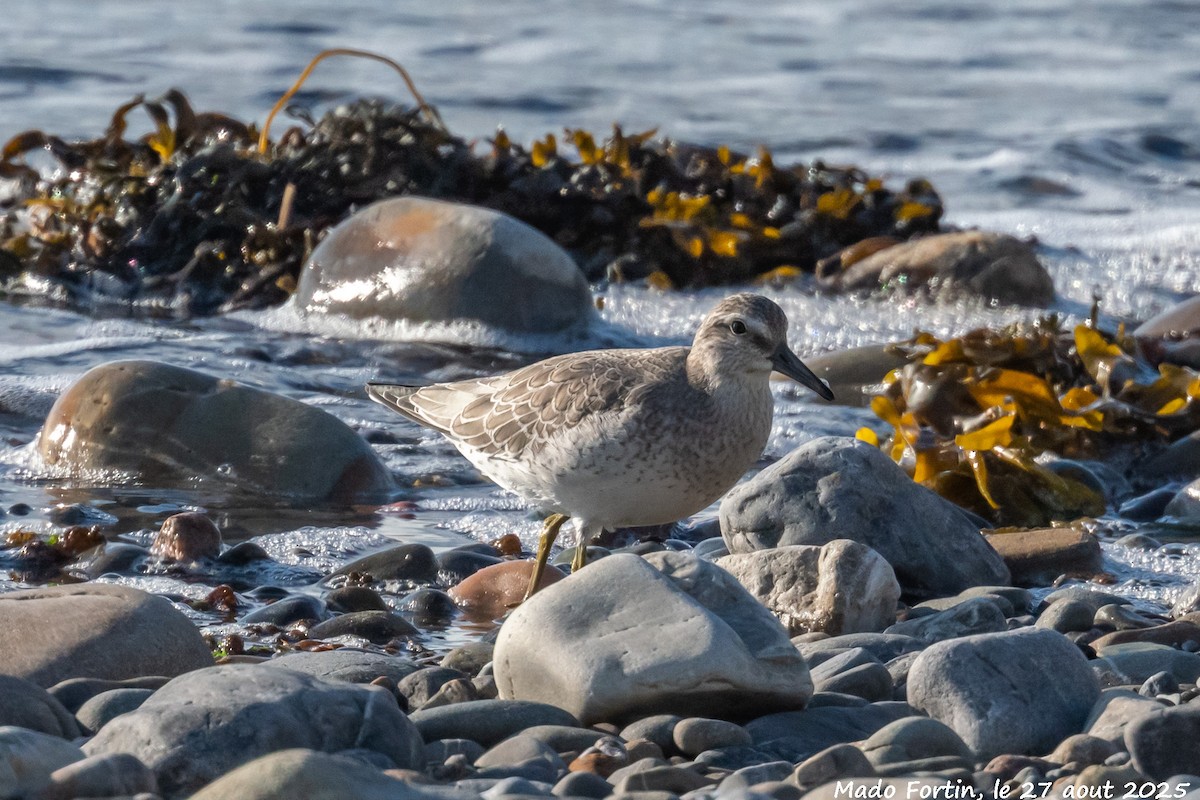 Red Knot - ML640985497