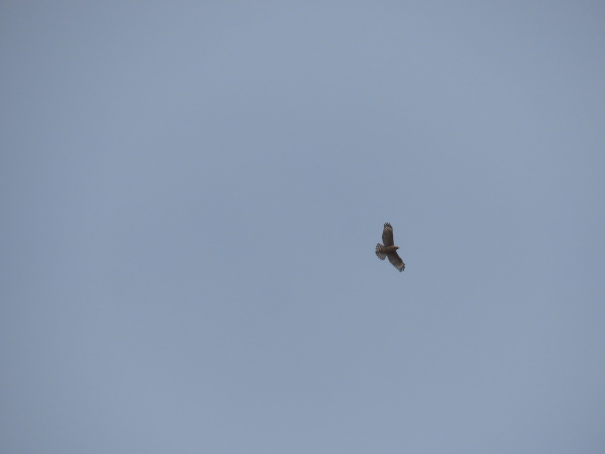 Red-shouldered Hawk - ML640985498
