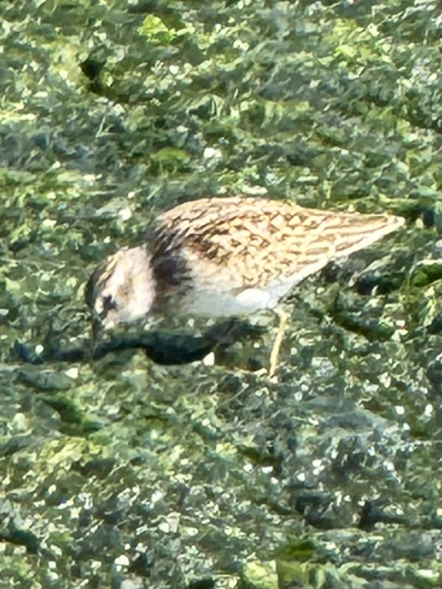 Least Sandpiper - ML640985499