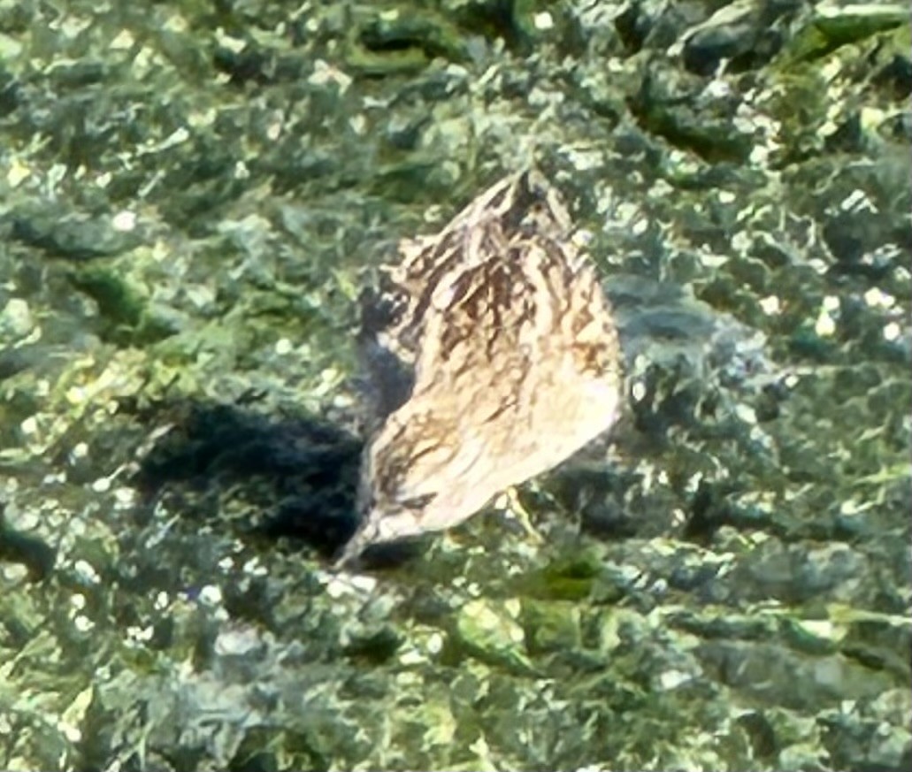 Least Sandpiper - ML640985500