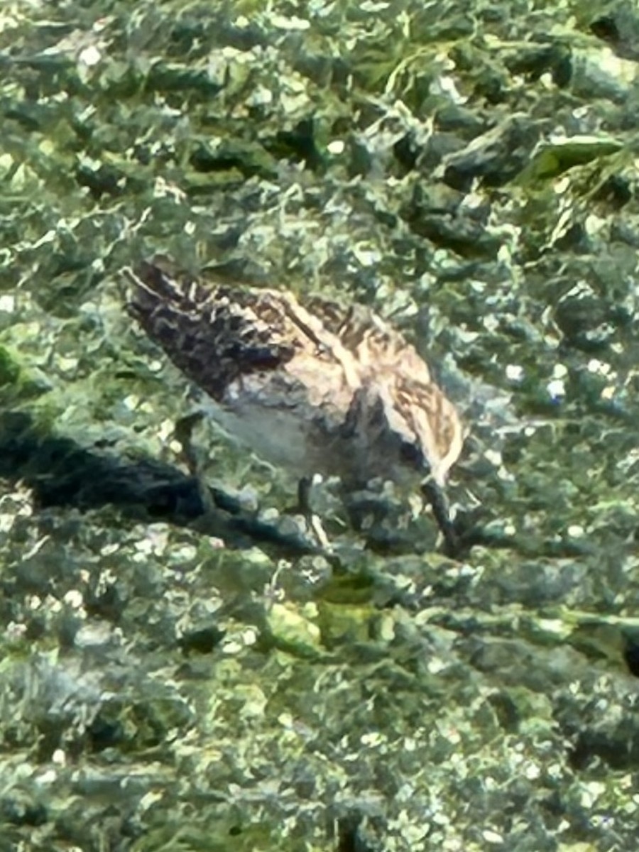 Least Sandpiper - ML640985501