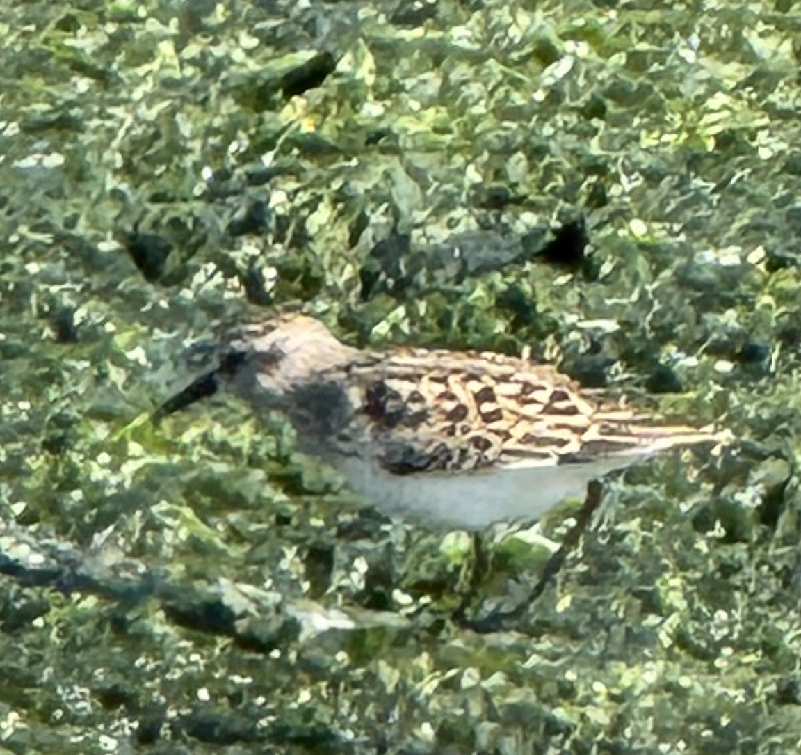 Least Sandpiper - ML640985502