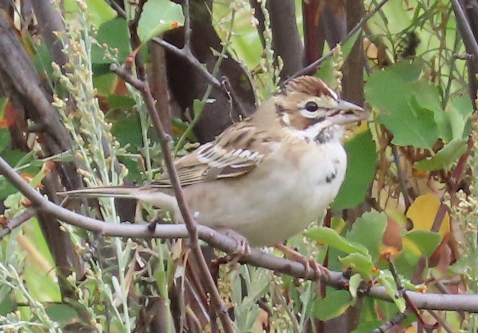 Lark Sparrow - ML640985503