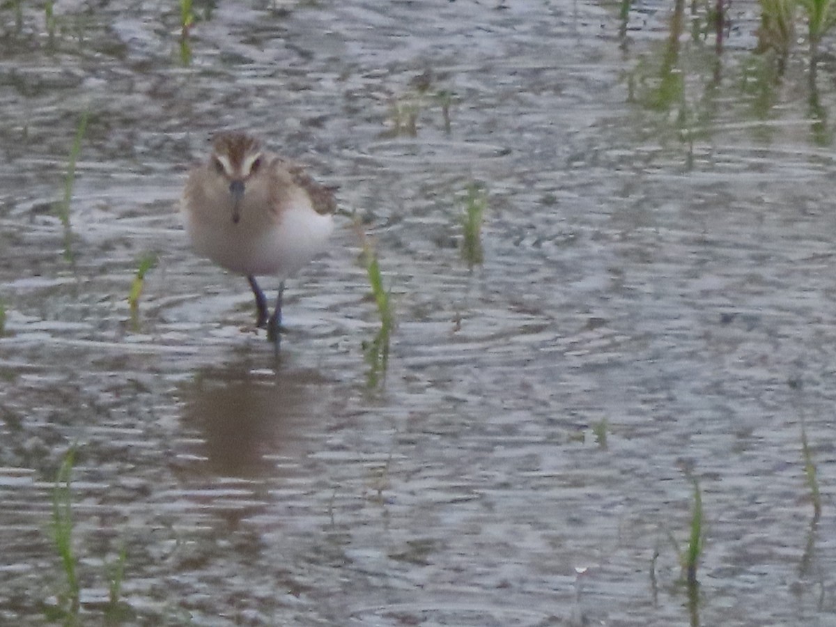 Semipalmated Sandpiper - ML640985504