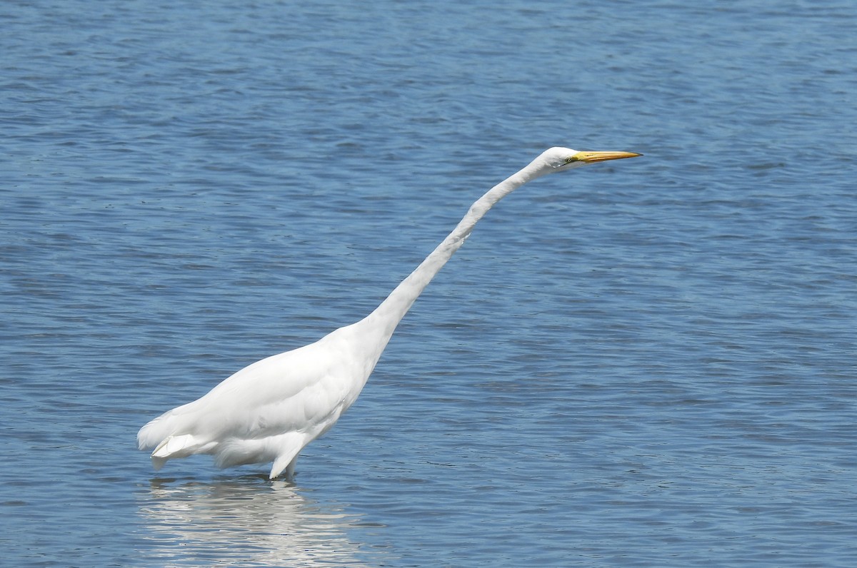 Great Egret - ML640985505