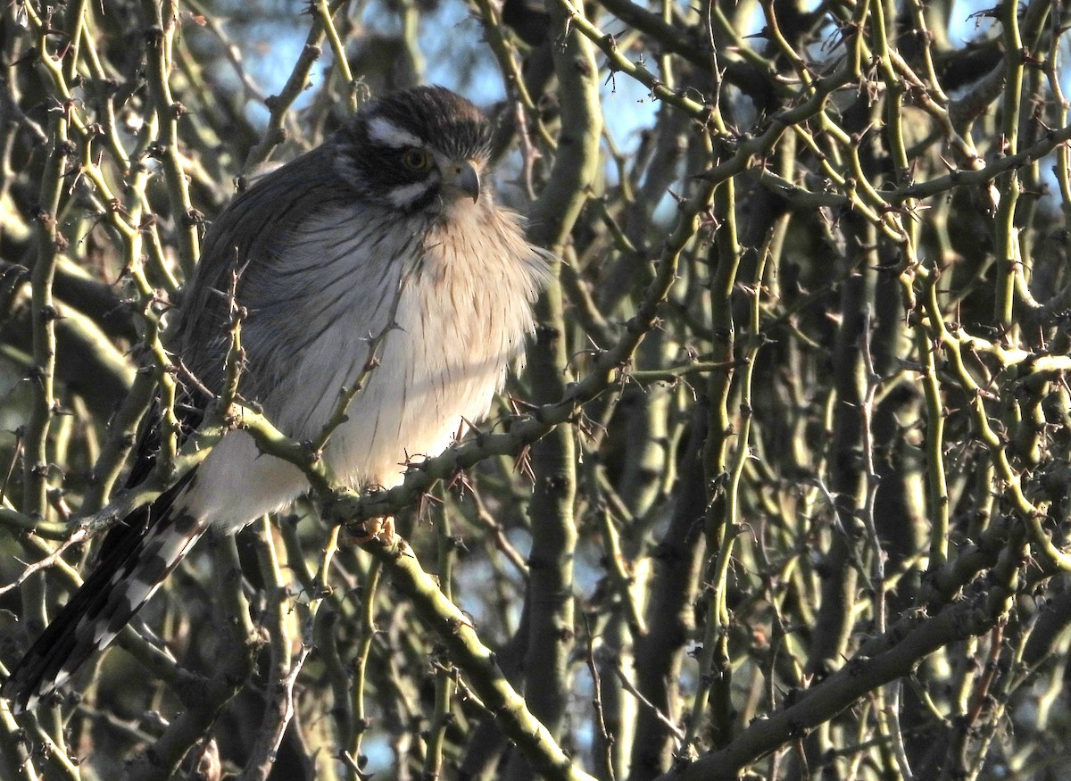 Spot-winged Falconet - ML640985507