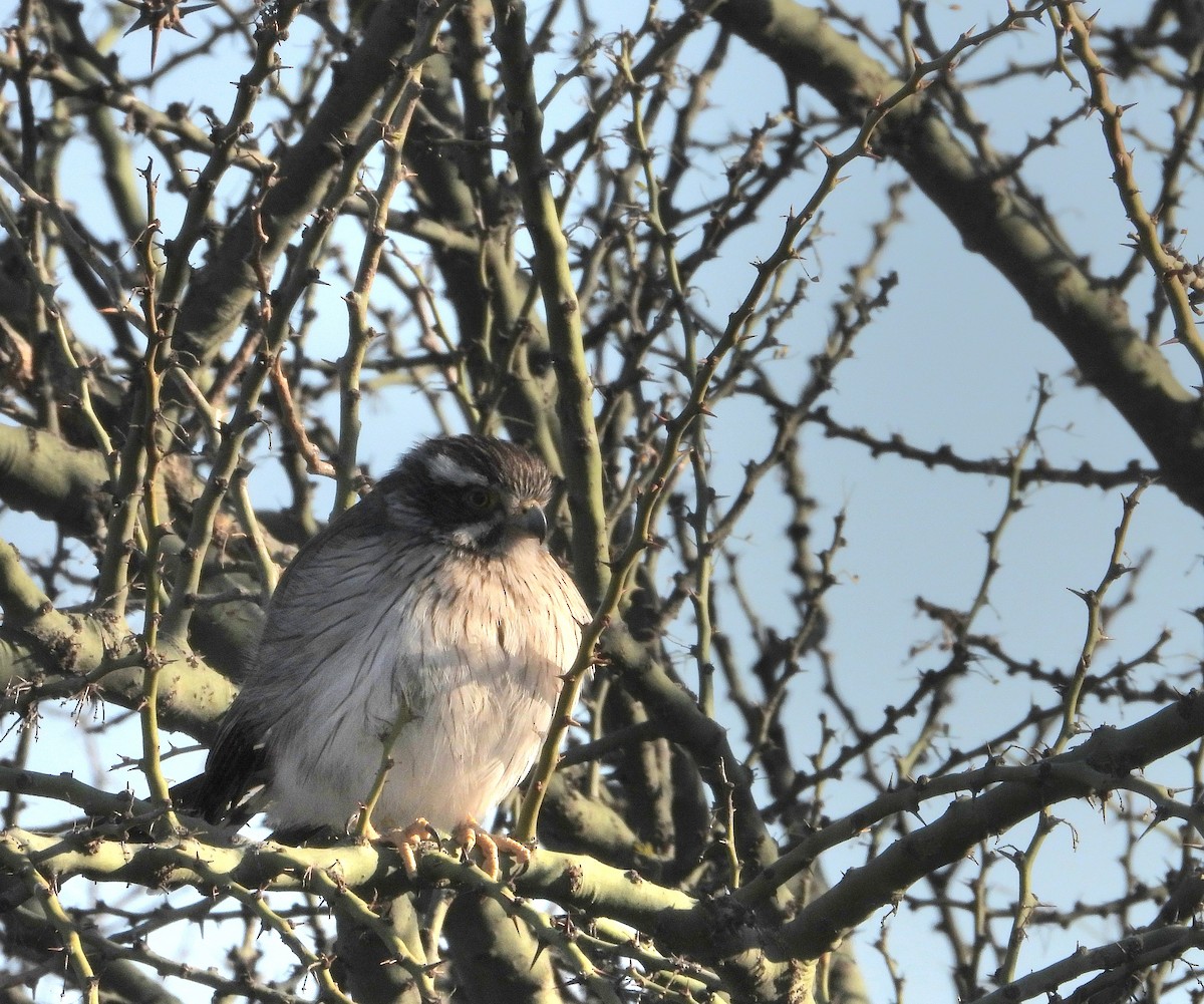 Spot-winged Falconet - ML640985508
