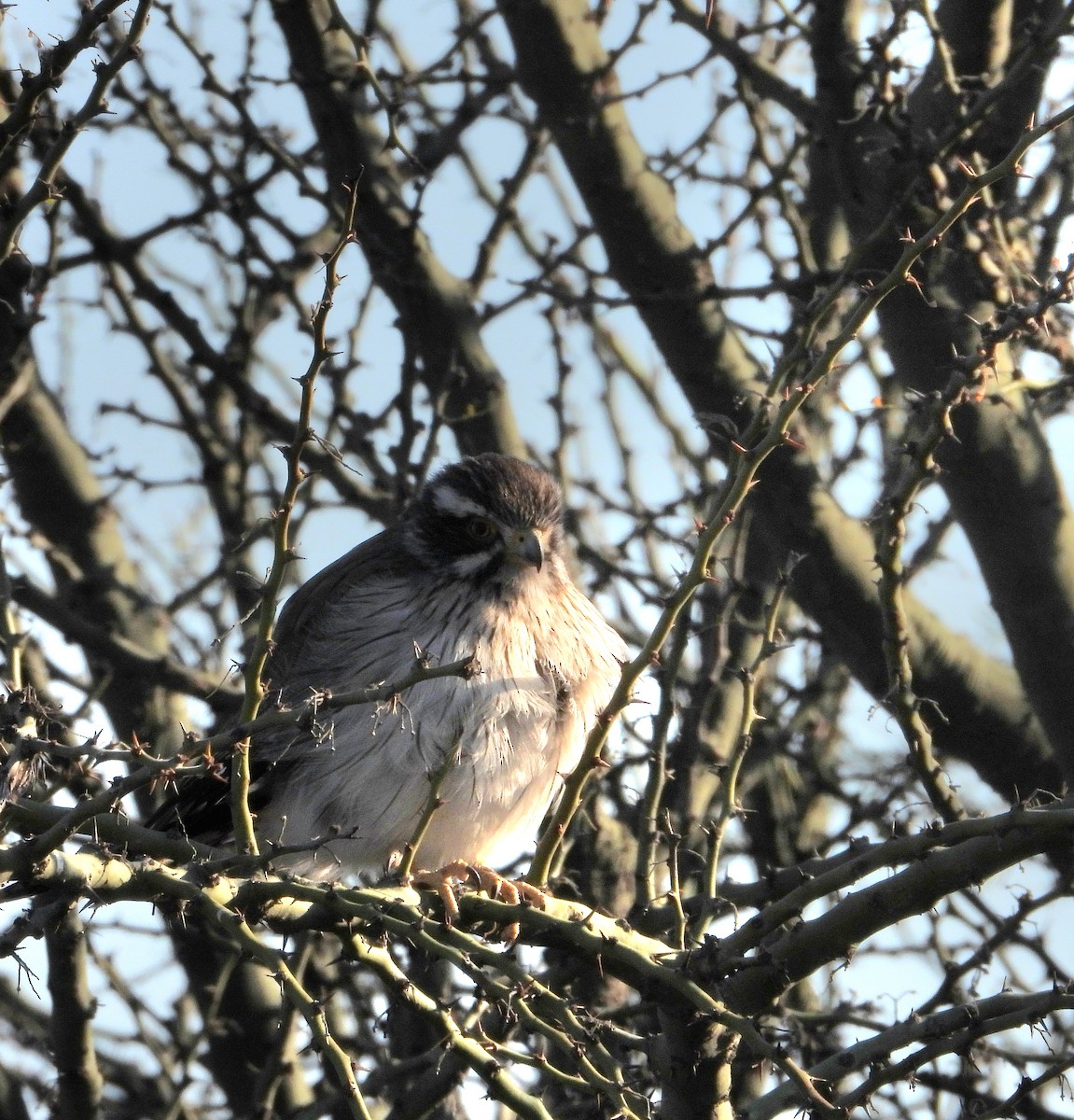 Spot-winged Falconet - ML640985509