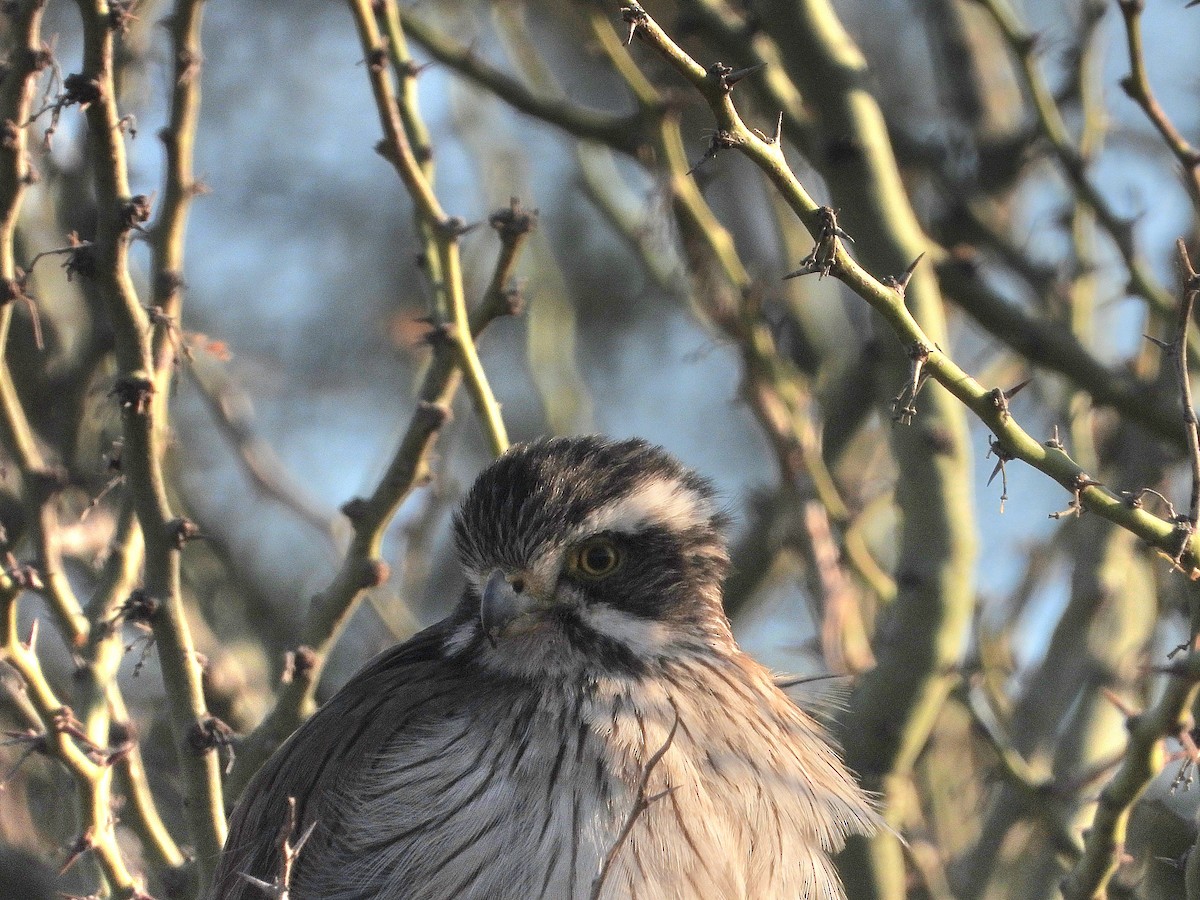 Spot-winged Falconet - ML640985511