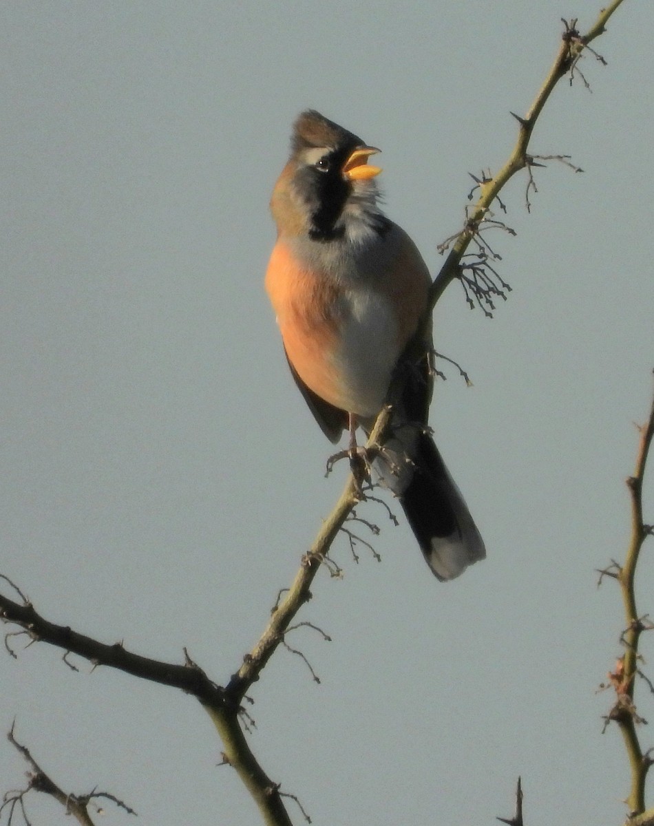 Many-colored Chaco Finch - ML640985523