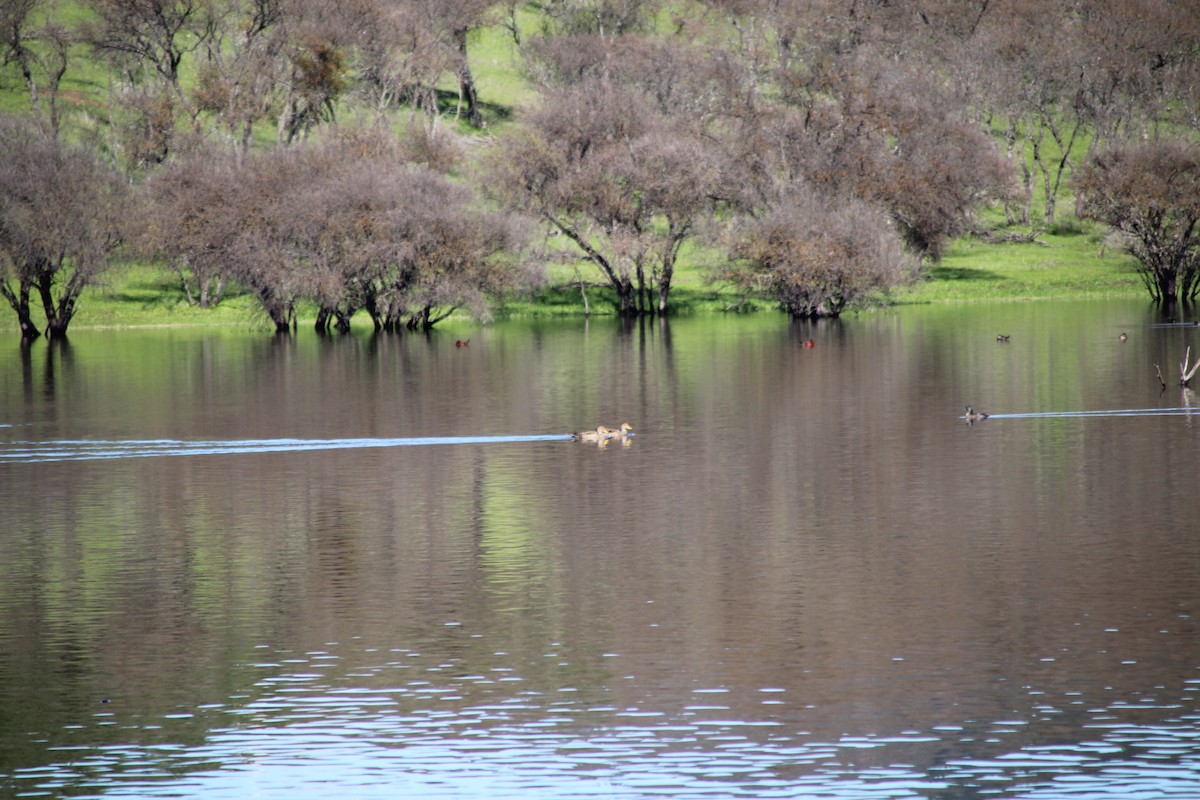 Yellow-billed Pintail - ML640985528