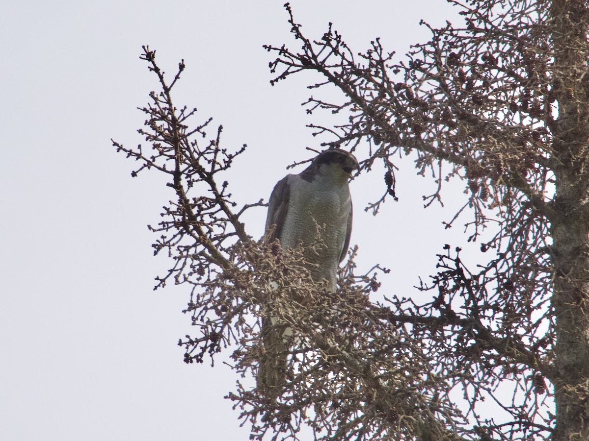 American Goshawk - ML640985546