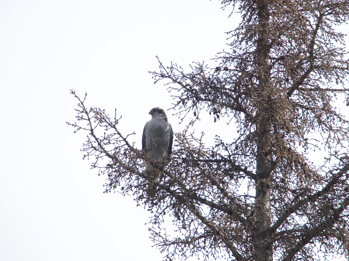 American Goshawk - ML640985547