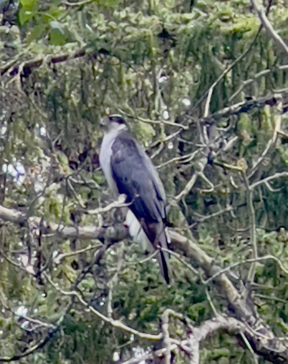 American Goshawk - ML640985548