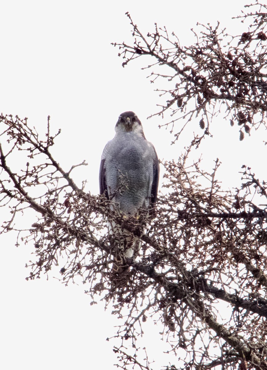 American Goshawk - ML640985549