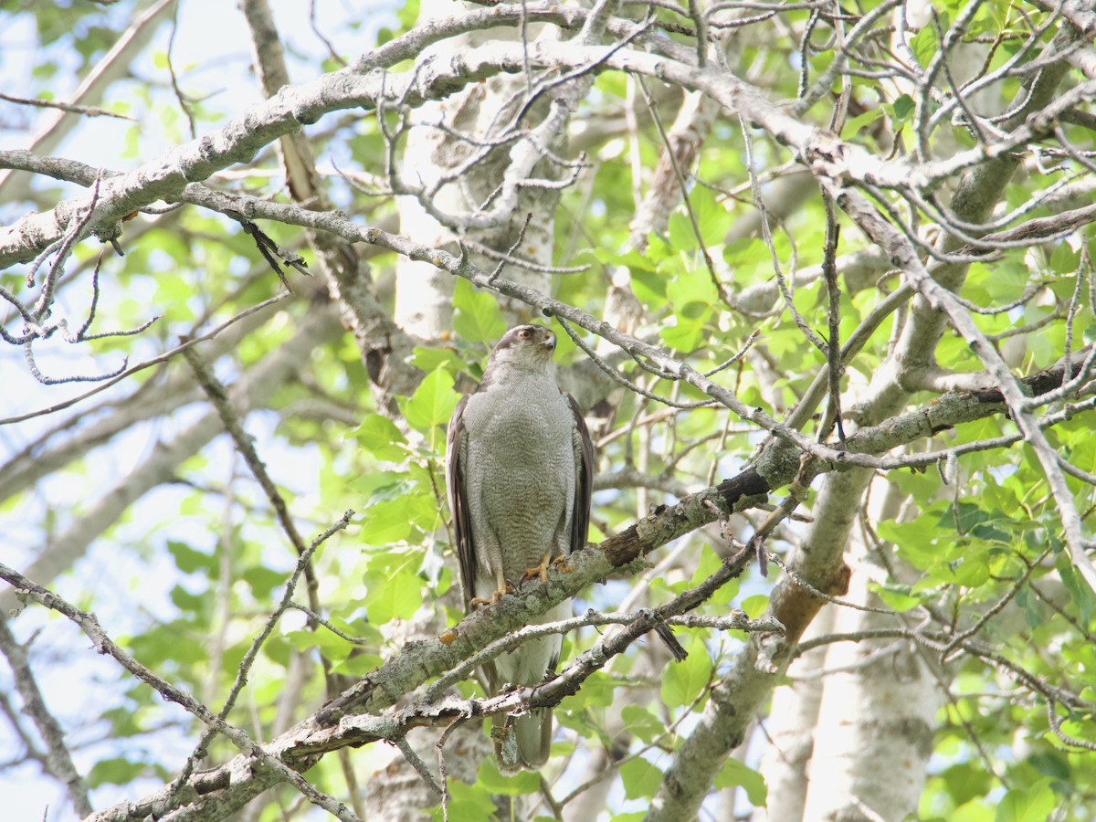 American Goshawk - ML640985550