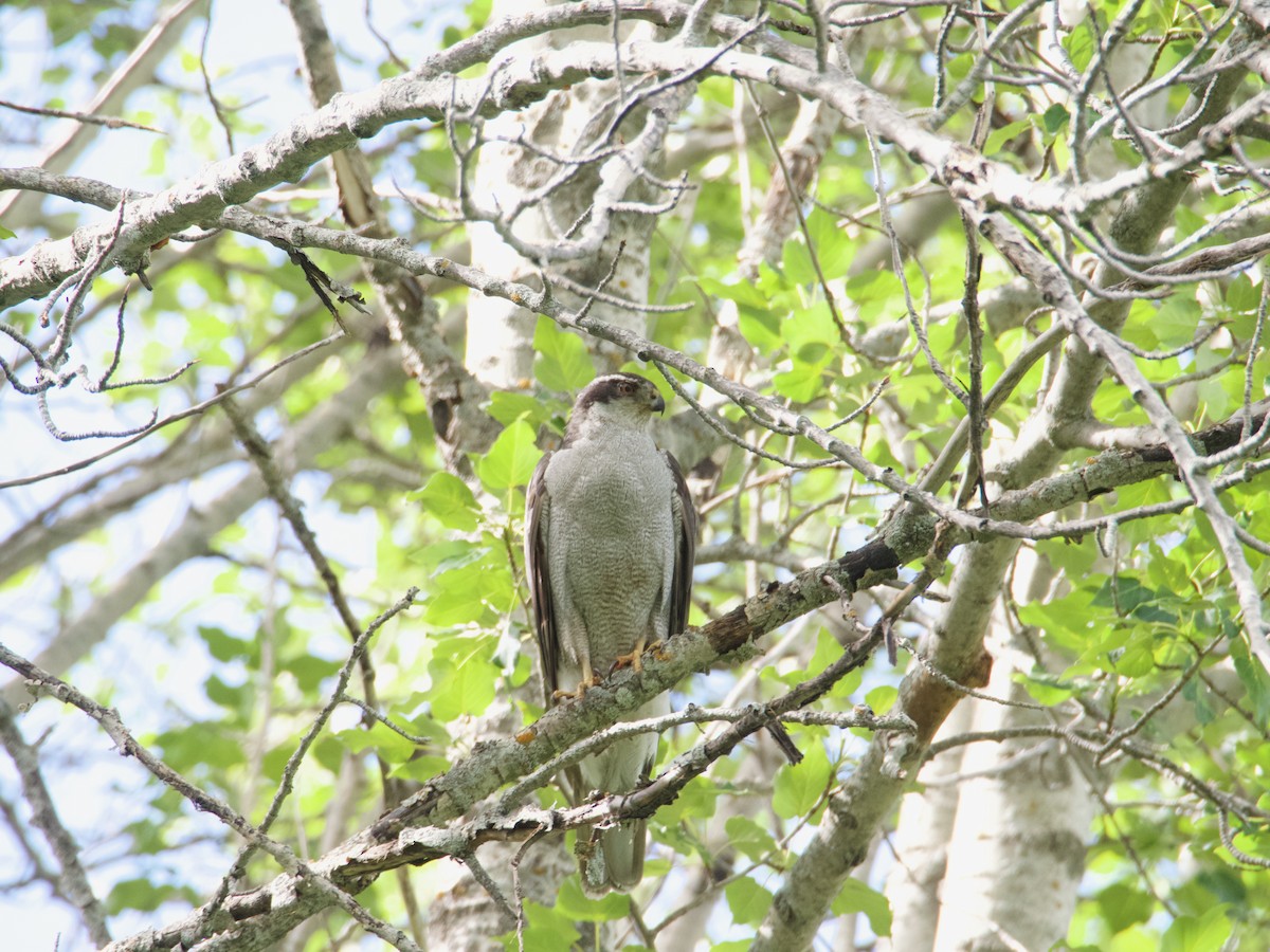 American Goshawk - ML640985551