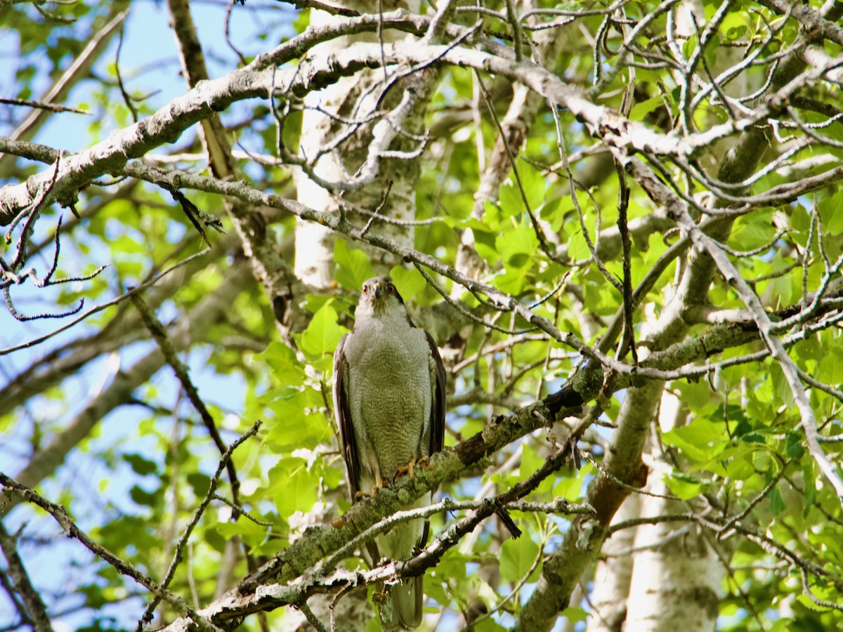 American Goshawk - ML640985552