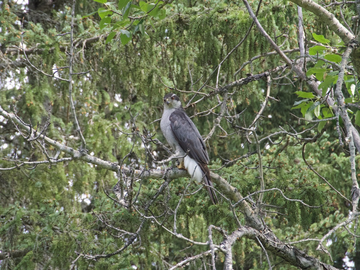 American Goshawk - ML640985553