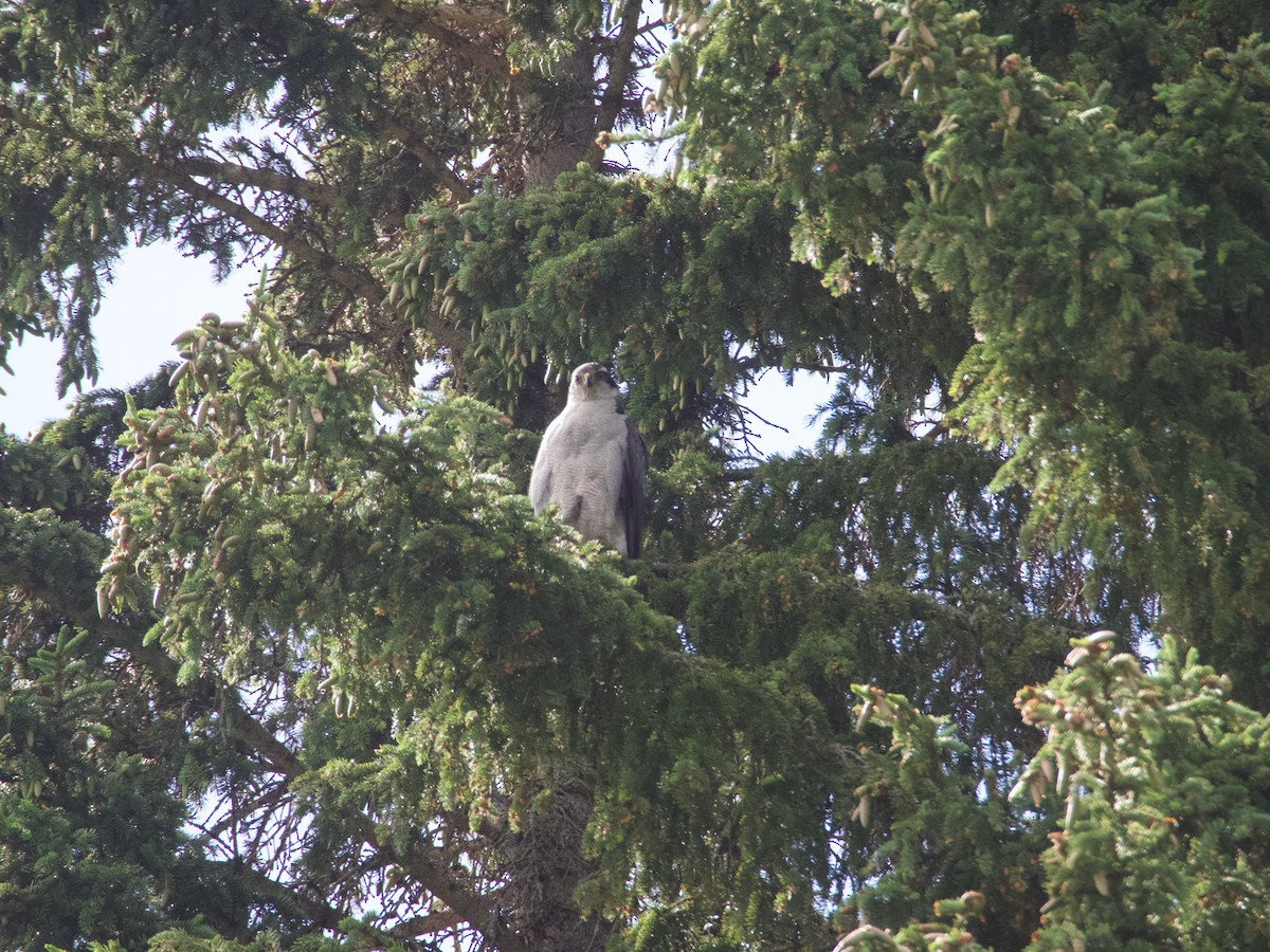 American Goshawk - ML640985554