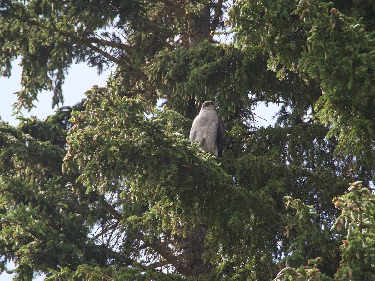 American Goshawk - ML640985555