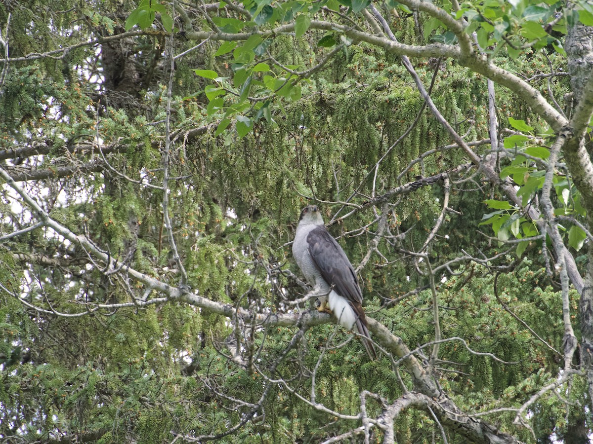 American Goshawk - ML640985556