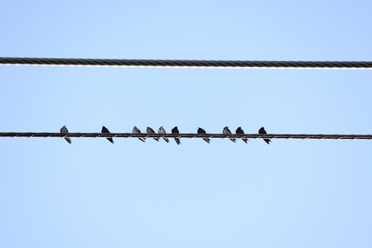 Purple Martin - ML640985557