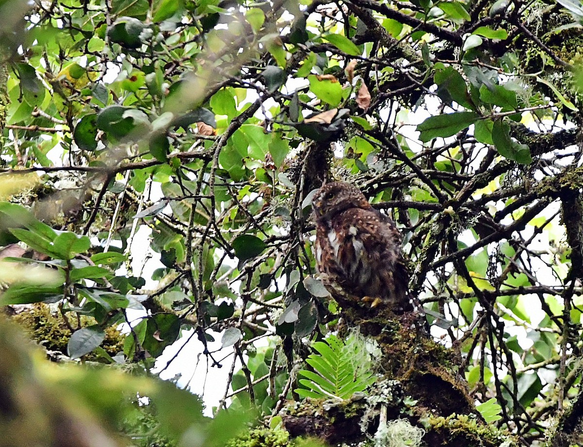 Costa Rican Pygmy-Owl - ML640985605