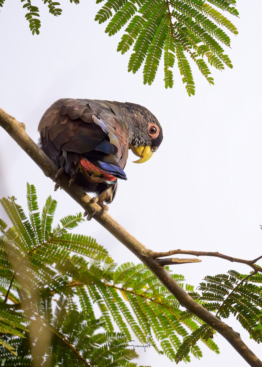 Bronze-winged Parrot - ML640985613