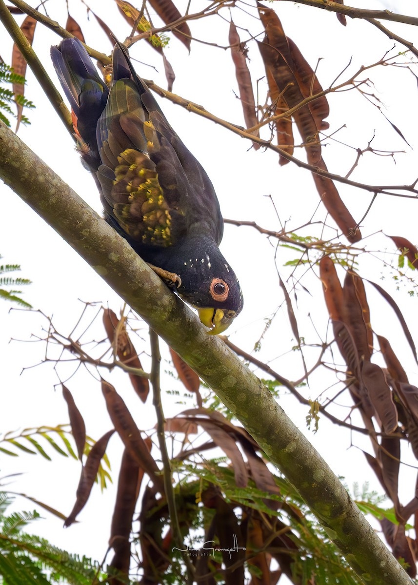 Bronze-winged Parrot - ML640985614