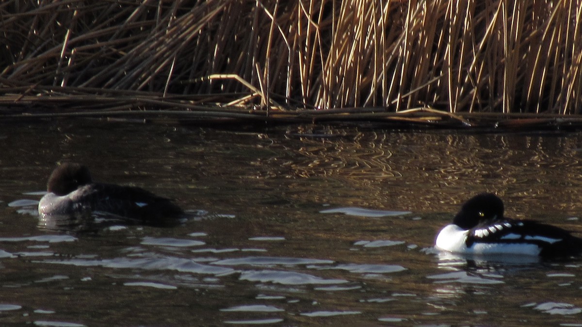 Barrow's Goldeneye - ML640985642